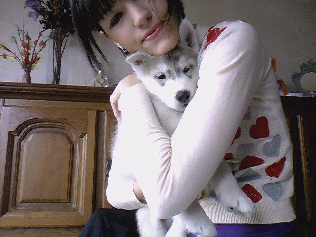 Of Noble's Snowstars - Siberian Husky - Portée née le 17/02/2012