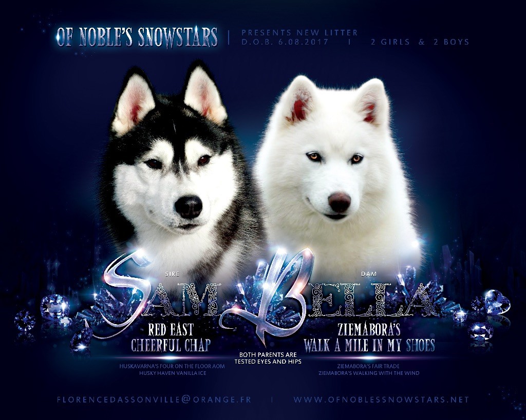 Of Noble's Snowstars - Siberian Husky - Portée née le 06/08/2017