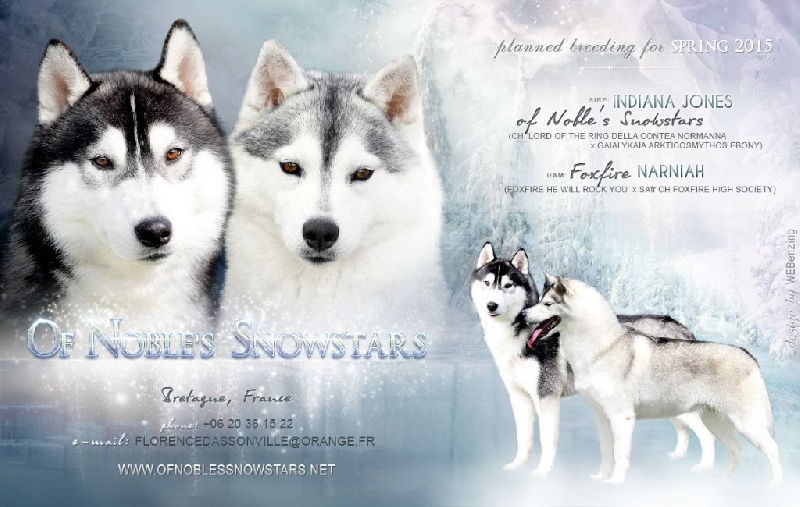 Of Noble's Snowstars - Siberian Husky - Portée née le 24/04/2015
